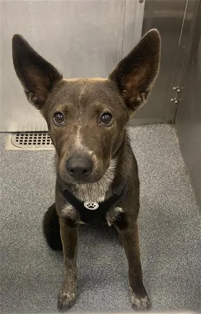 Coco