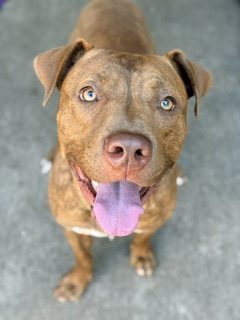 Cheddar
