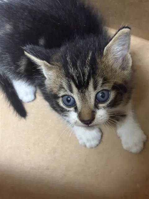 Adoptable Cat