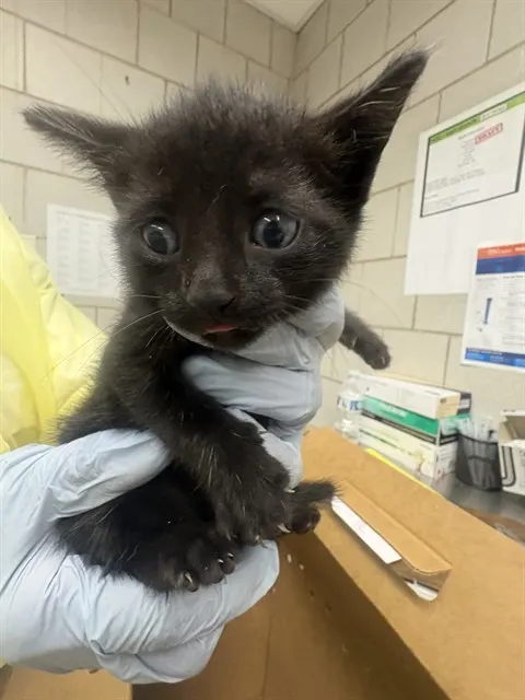Adoptable Cat