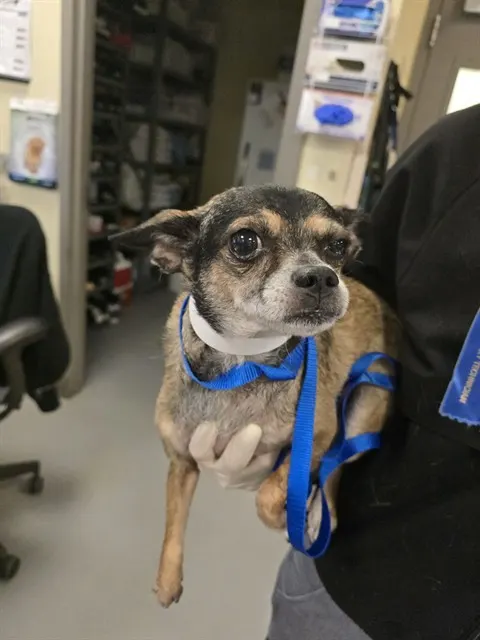 Adoptable Dog