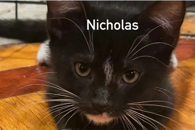 Nicholas