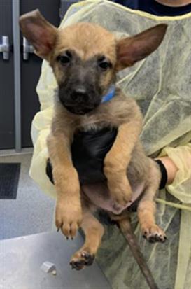 Adoptable Dog