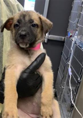 Adoptable Dog