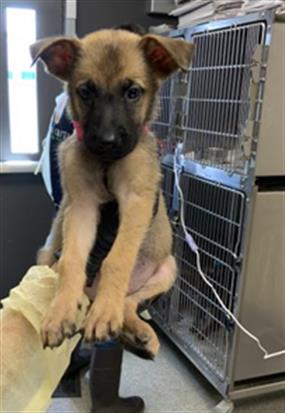 Adoptable Dog