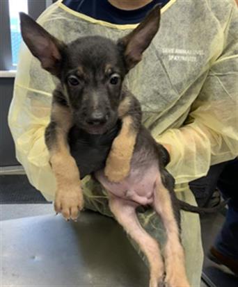 Adoptable Dog