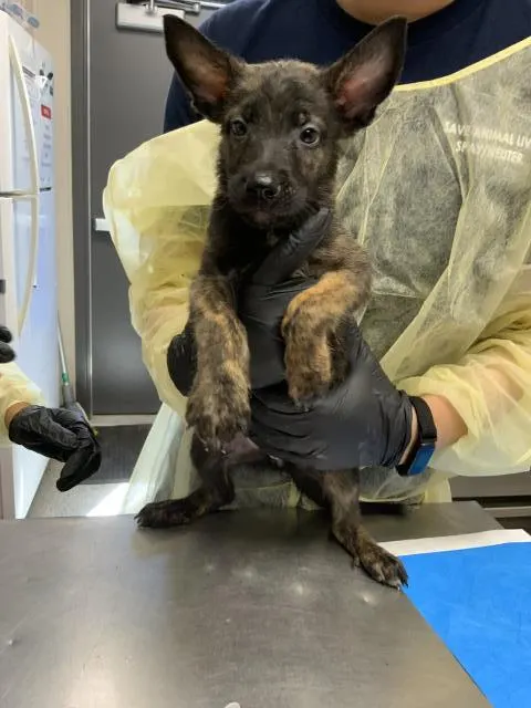 Adoptable Dog