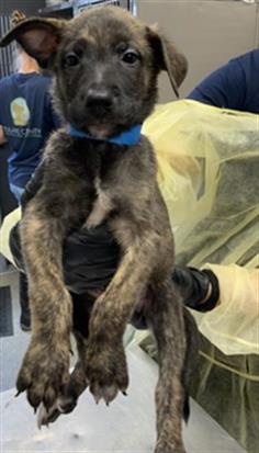 Adoptable Dog
