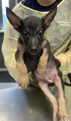 Adoptable Dog