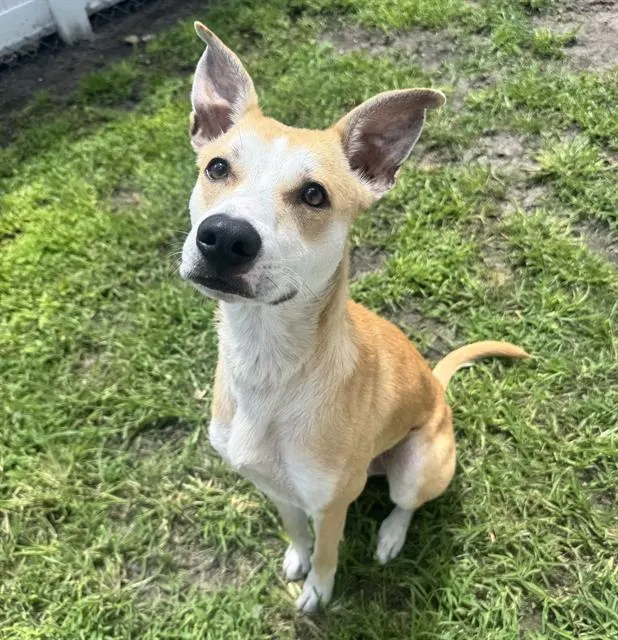 Adoptable Dog