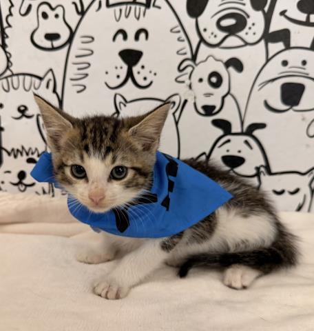 Adoptable Cat