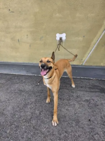 Kona