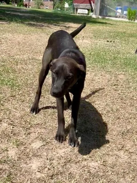 Tobias