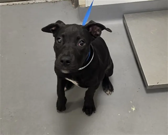Adoptable Dog