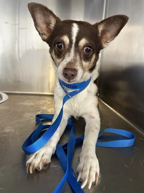 Adoptable Dog