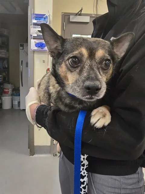 Adoptable Dog