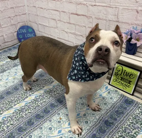 Chester