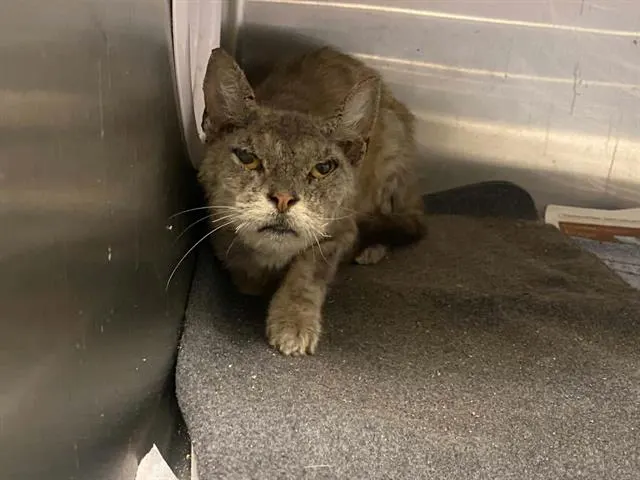 Chartreux