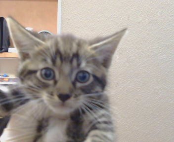 Adoptable Cat