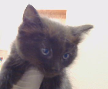 Adoptable Cat