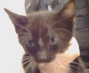 Adoptable Cat