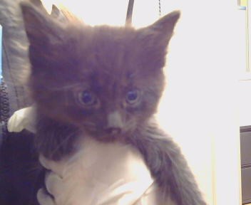 Adoptable Cat
