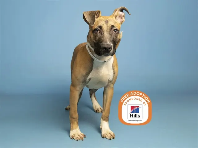 Rufus