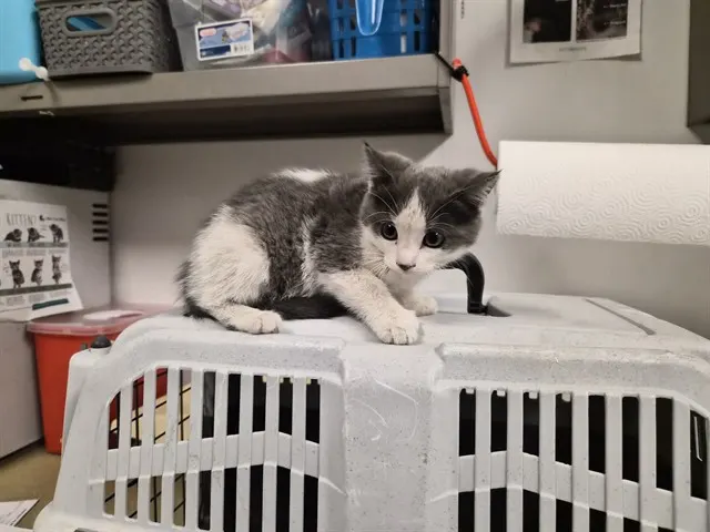 Adoptable Cat