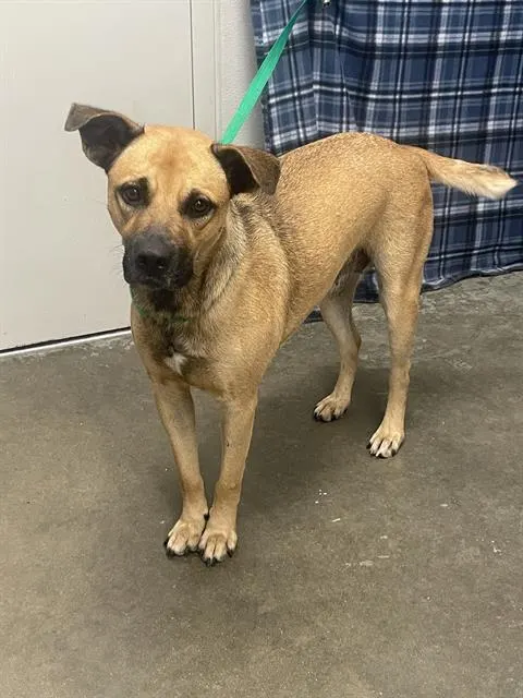 Adoptable Dog