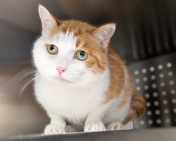 Adoptable Cat