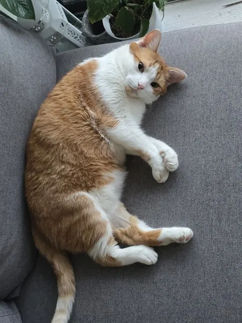 Archie