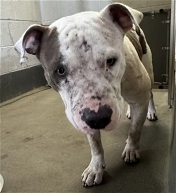 Adoptable Dog