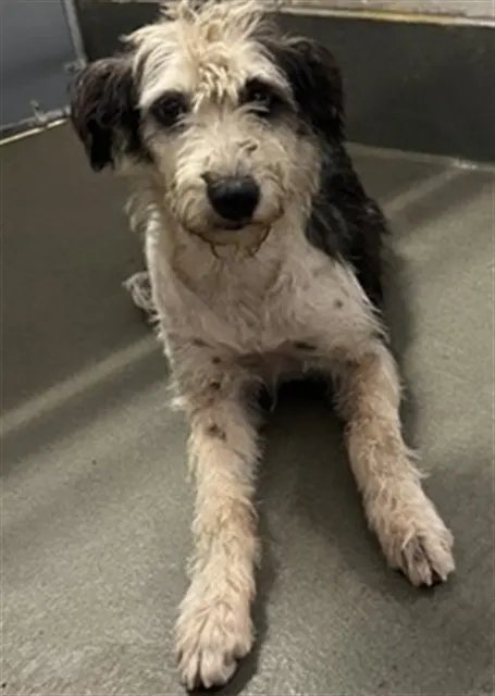 Adoptable Dog