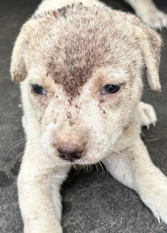 Adoptable Dog