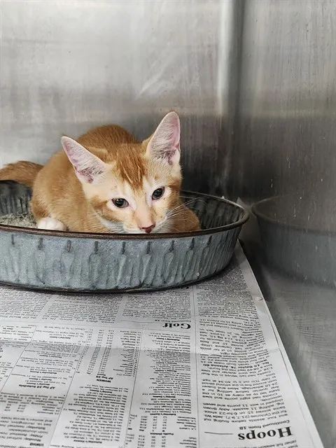 Adoptable Cat