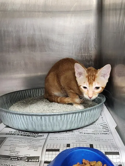 Adoptable Cat