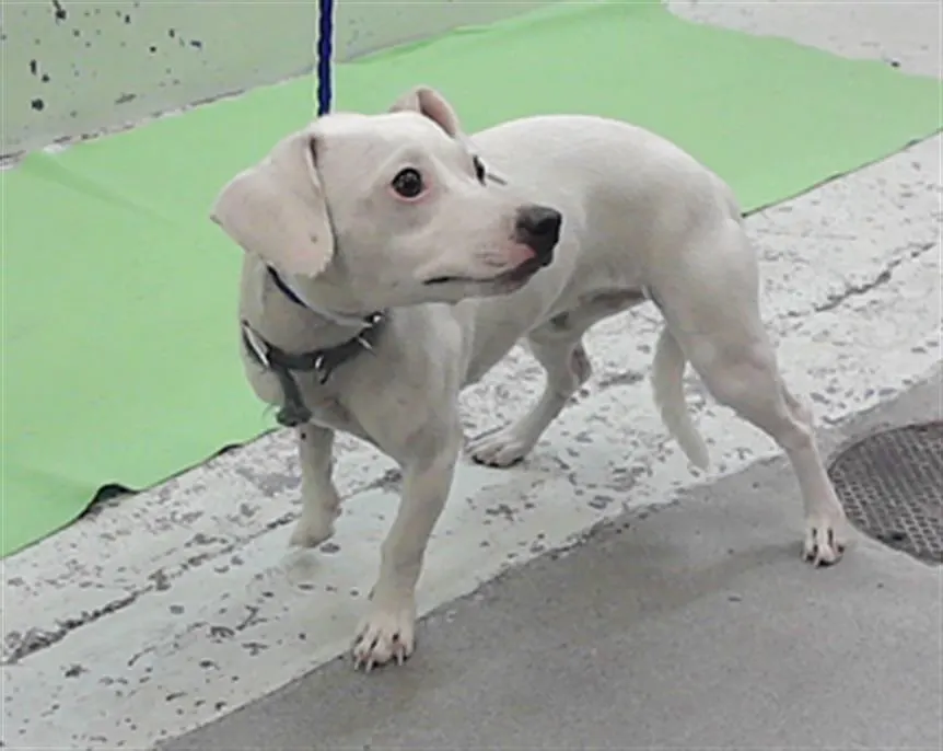 Adoptable Dog