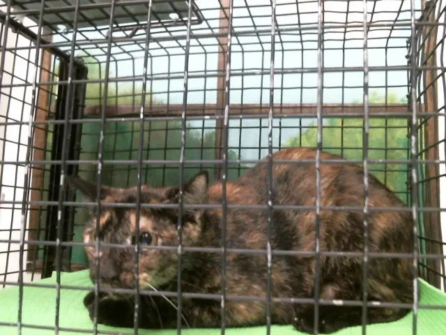 Adoptable Cat