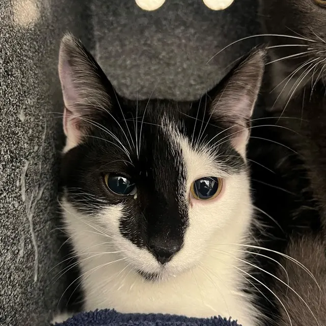 Adoptable Cat