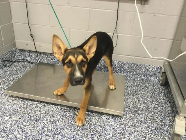 Adoptable Dog