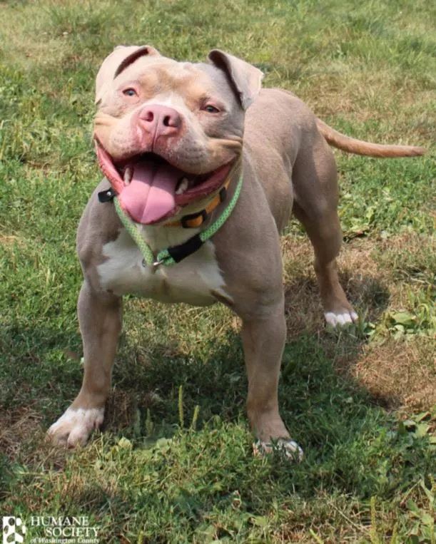 Drako