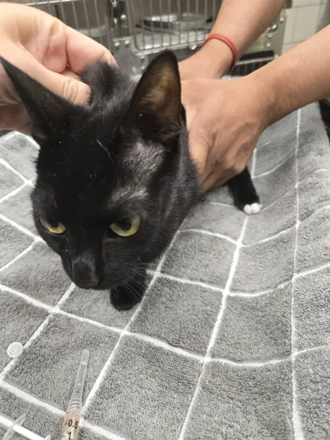 Pantera