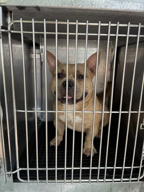 Adoptable Dog