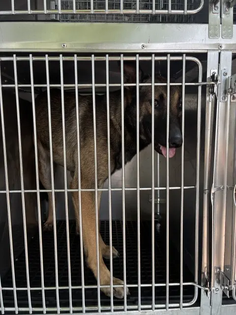 Adoptable Dog