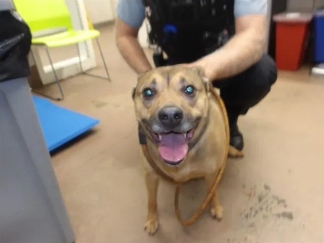 Adoptable Dog
