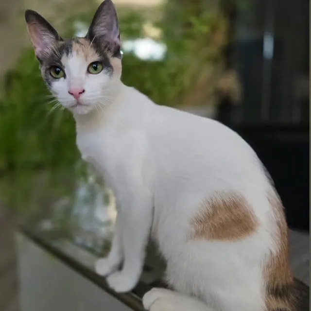 Calypso