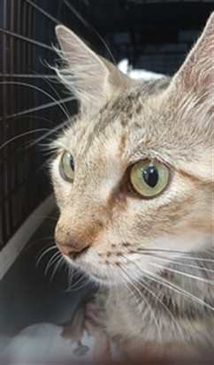 Adoptable Cat