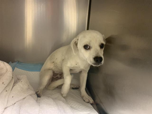 Adoptable Dog