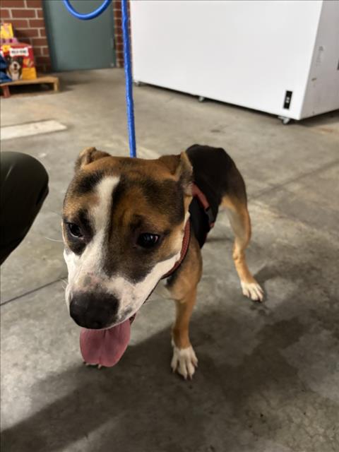 Adoptable Dog
