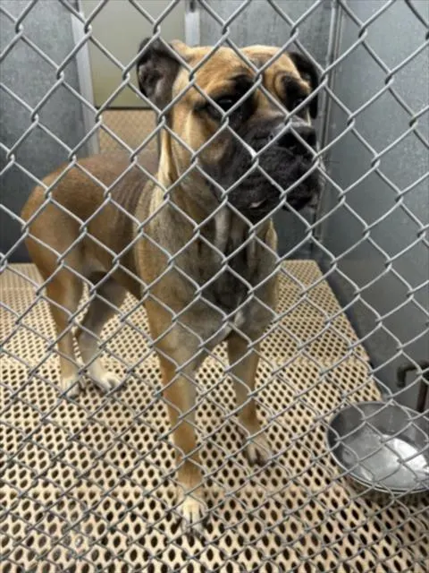 Adoptable Dog